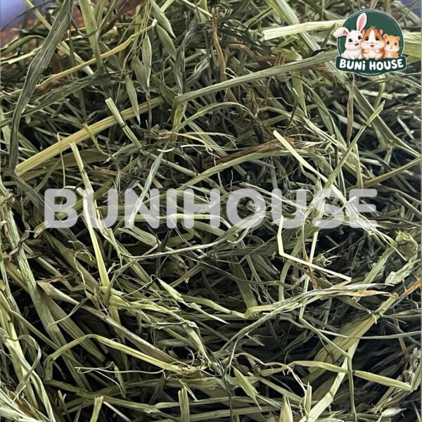 Cỏ Yến Mạch Cho Thỏ, Bọ Ú, Chinchillas 100g - Ảnh 5