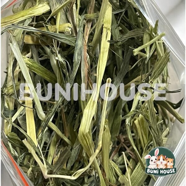 Cỏ Yến Mạch Cho Thỏ, Bọ Ú, Chinchillas 100g - Ảnh 4