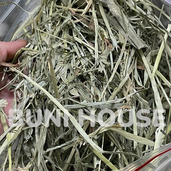 Cỏ Timothy Mềm Cho Thỏ, Bọ ú, Chinchillas - Ảnh 3
